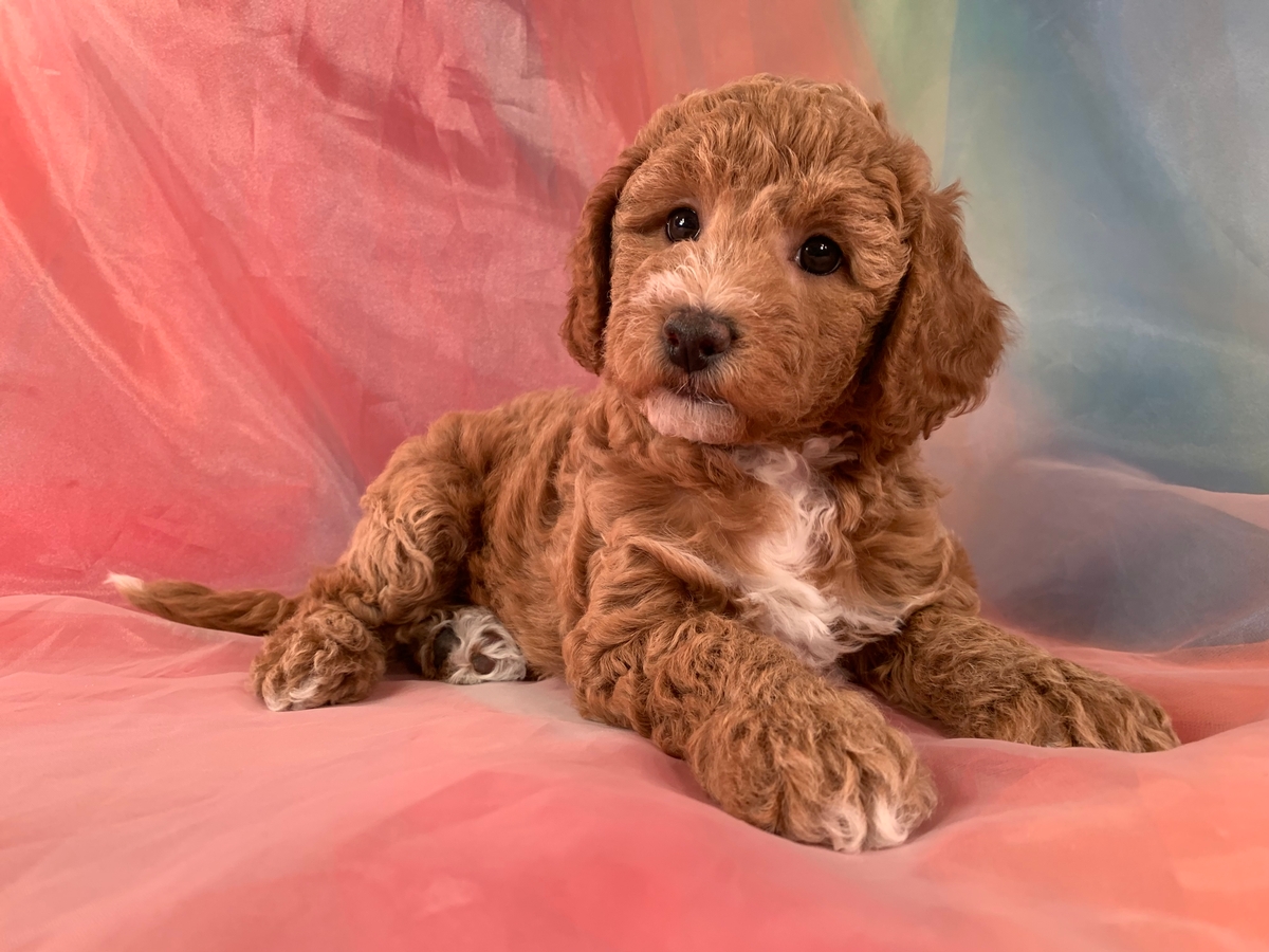 Female Bichon Poo Puppy for Sale DOB 5-7-2022 $1200